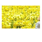PROPOSE IN A FIELD OF DAFFODILS