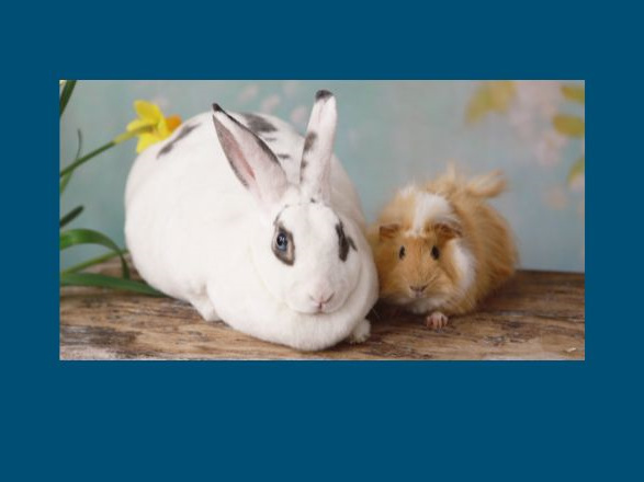 RABBITS & GUINEA PIGS - click here